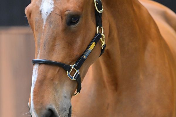 Casanova vd withoeve Z 1