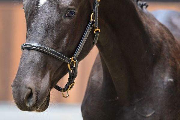 El paso vd withoeve Z 1