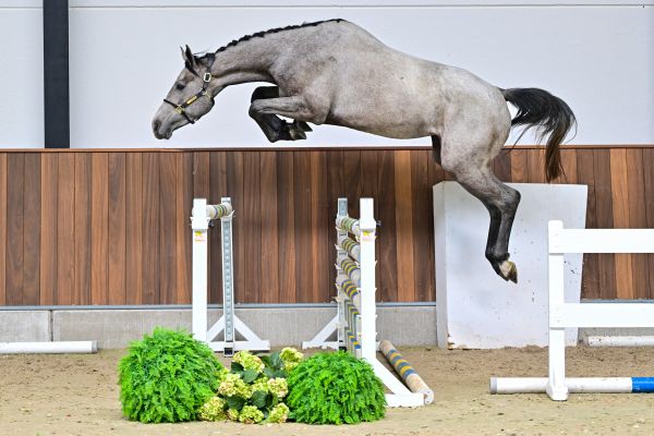 Clarissima vd Holsteinerhoeve Z 4