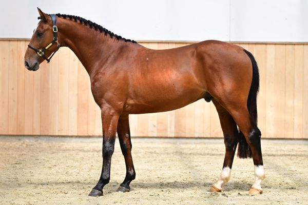 Hamigo Z 3