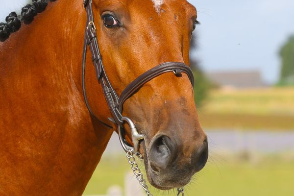 Chacco Baby AE Z - 2