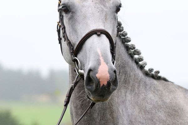 Prada d'Hortincourt - 1