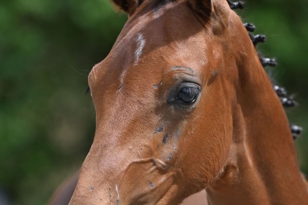 Dorado van Vloethem Z