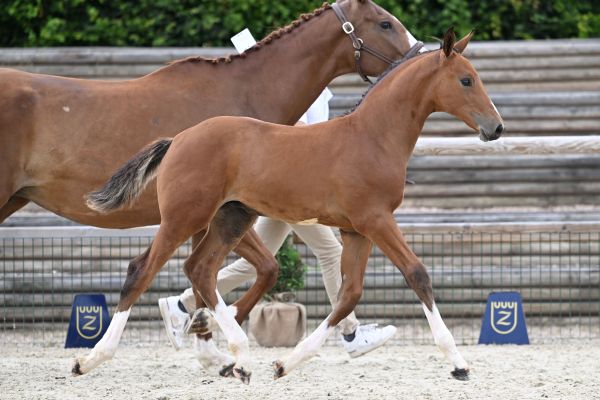 Edimbourg Peguignon Z