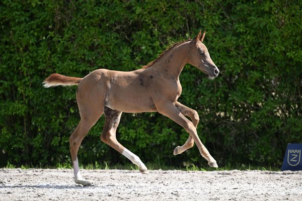 Damour-Blue v't Mezelhof Z