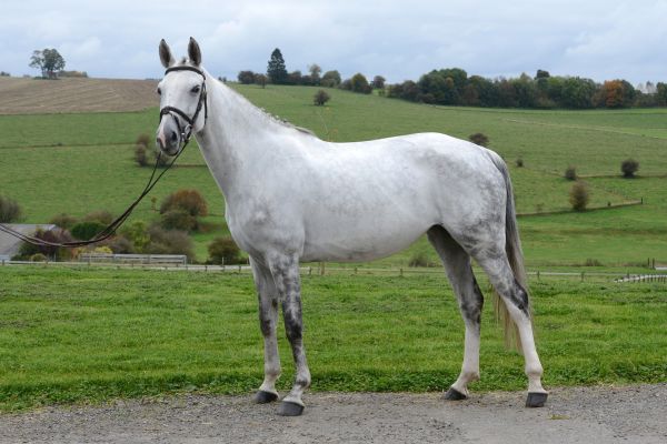 Joconde des Luthiers - 2