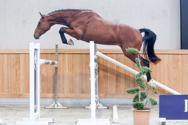 Quoeur de Brookline DS - 5