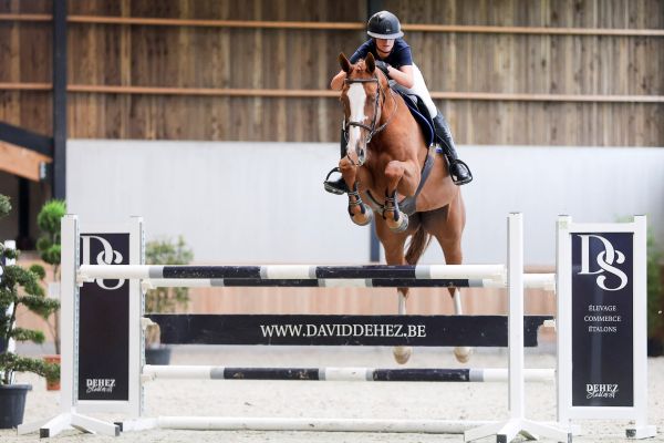 Alinix vd Kleijberg Z