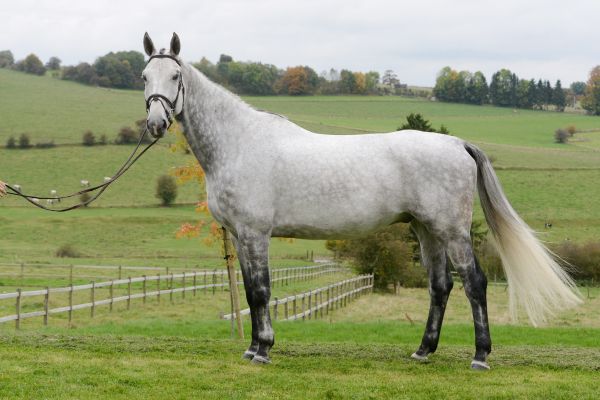 Stakkapleasure PS - 2