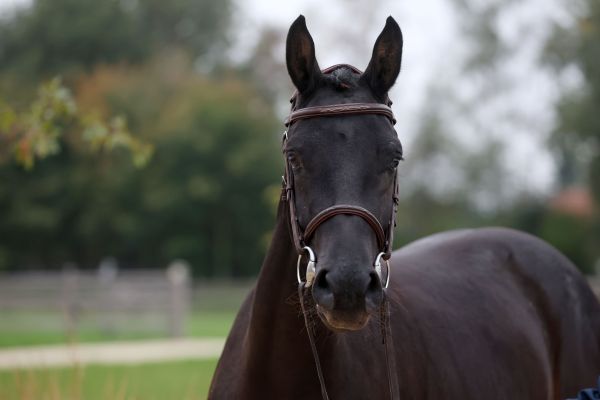 Valente van 't Prinsenveld Z - 3