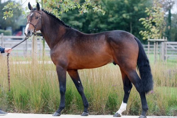 Skyline-P van Kattenheye Z - 3