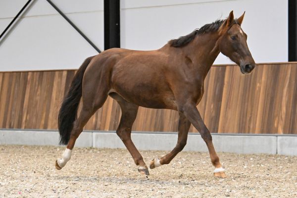 TUTTEBEL TK VD MOERHOEVE - 3