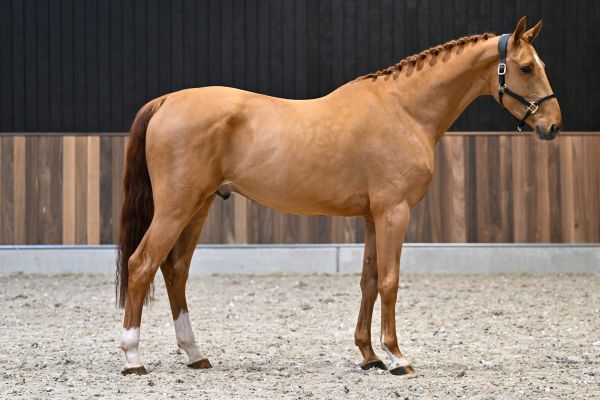 Chacondro-P van Kattenheye Z - 1