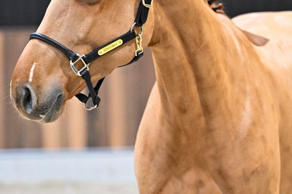 Vedet van de Bergdalhoeve - 2