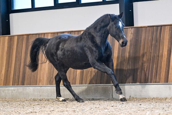 Quelque Chose van Dorperheide - 5