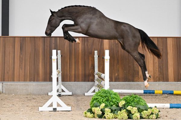 Jane du Dieu d'Arras Z - 2