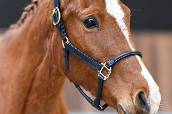 Coco Chanel Pommex Z