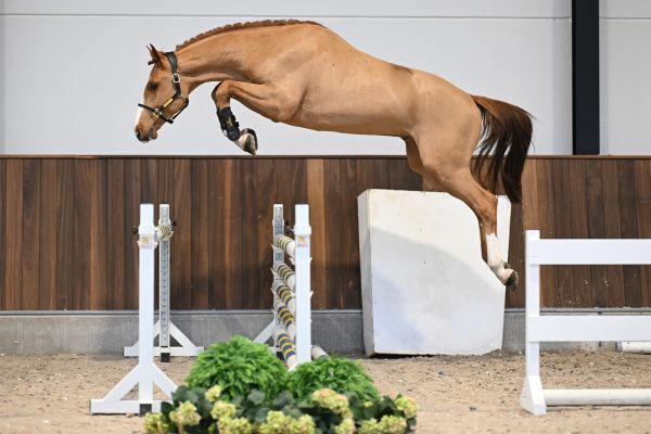 Chaplin vd Berghoeve Z - 3