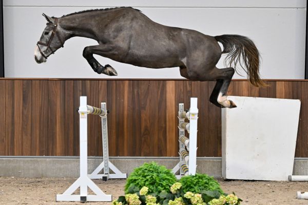 Cico van het Kraeyenboschhof Z - 4