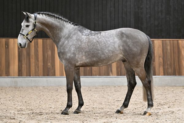 Askan van de Paardewinning Z 