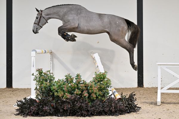 Colgate vd Berghoeve Z - 3