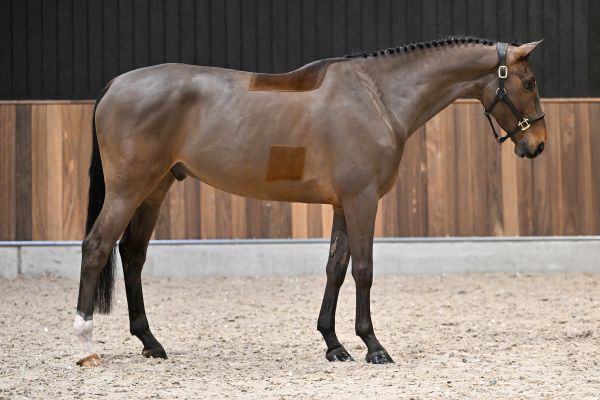 Sunshine van Spalbeek Z