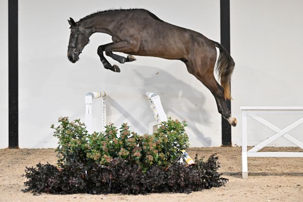 Chezebee du Caillou Z - 2