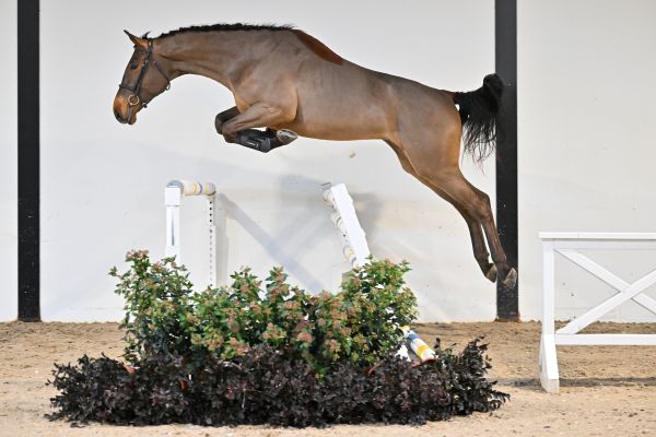 Pollux du Caillou Z - 2