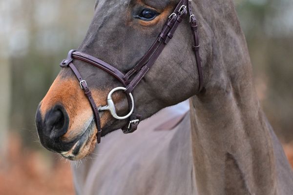 Promesse de Cantraine - 1