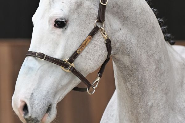 Crimi Clown de Spalbec Z -1