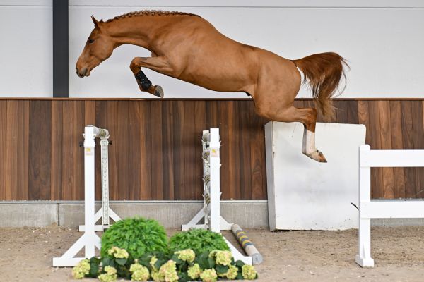 Epplejeck de Spalbec Z - 2