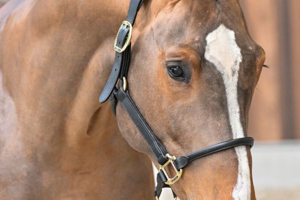 Hero vd Berghoeve Z - 1