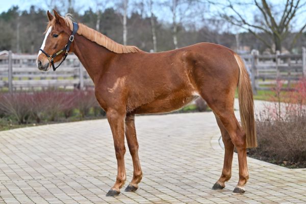 Enjoy vd Paepehoeve Z