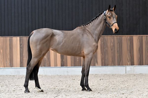 Eclaire vd Paepehoeve Z