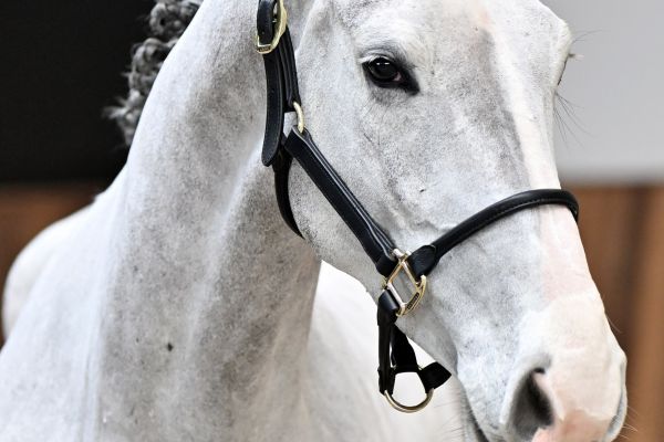 Dancing Dimi Axelhoeve Z - 1