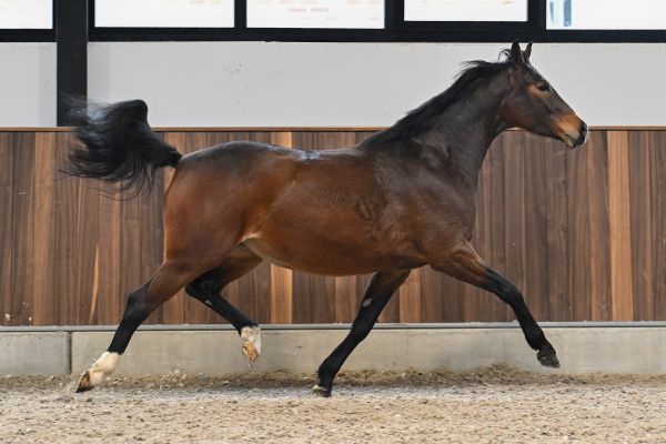 Tequila van het Reigersnest Z - 2