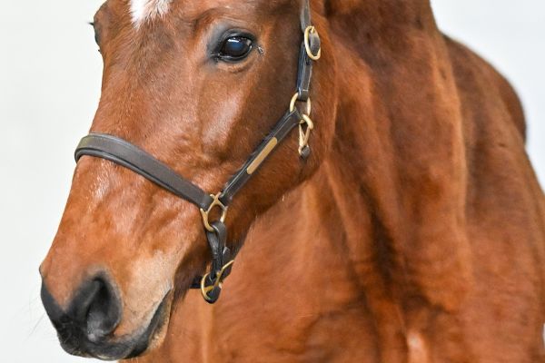 Gomina van de Donkhoeve - 1