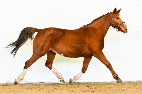 Olympia van de Donkhoeve - 3