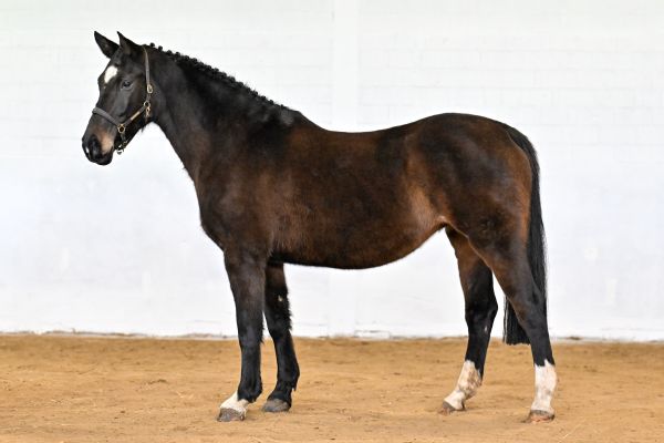 Nimf van de Donkhoeve