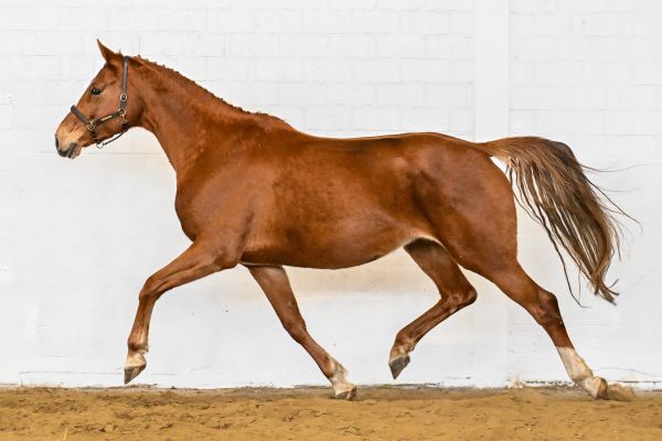 Goevernante van de Donkhoeve 3