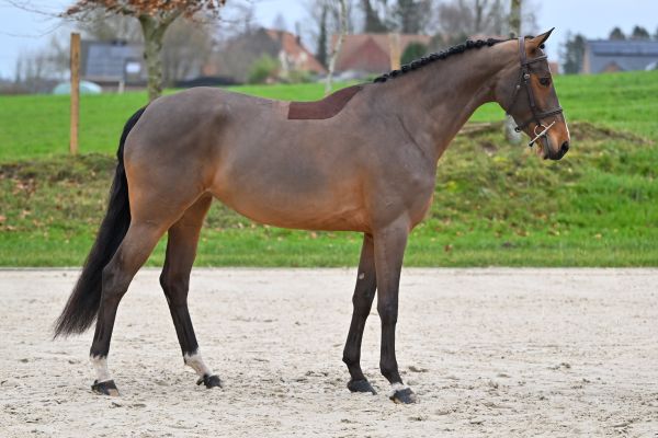 Baila d Elsendam Z 3