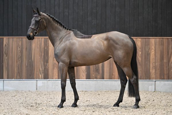 Vibelle vd Dassenheide Z 3