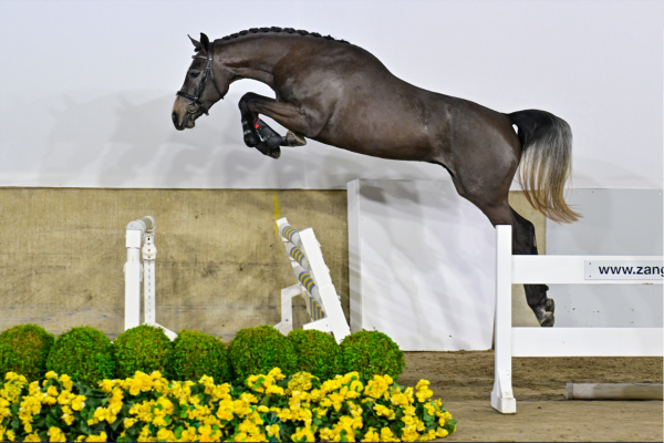 Aleppo Prinseveld DSC