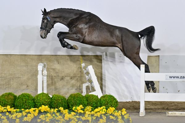 Querido du Rouet GP Z