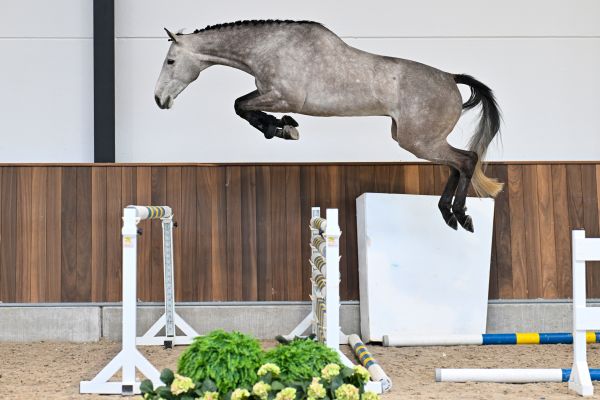 Clever vd Withoeve Z 2