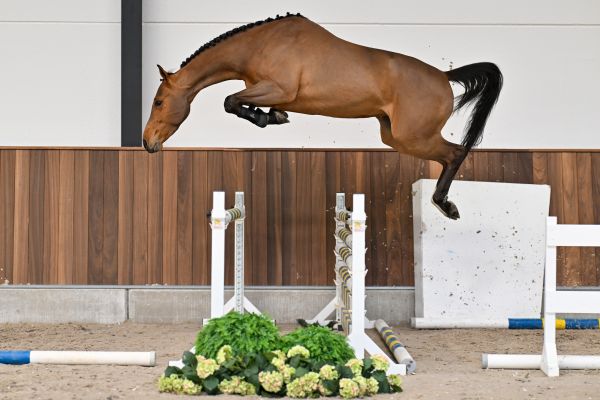 Cherry vd Withoeve Z 2