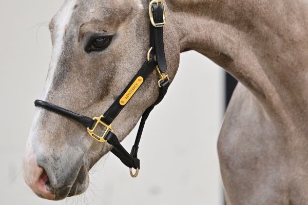 Chardonnay Keros Z 1