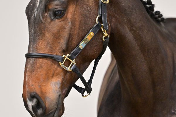 Osiris du Grand Routheux Z 1