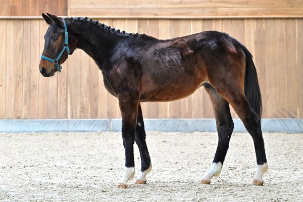 Bonaparte vd Molenaarelst Z 3