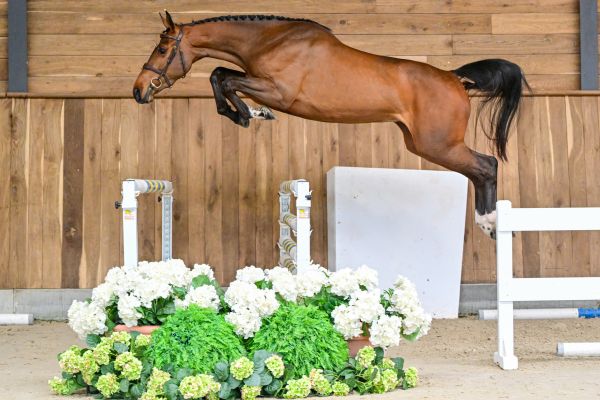 Dolor&egrave;s de Vill&eacute;e Z 2